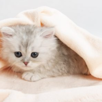 本日お昼から出勤です🐾