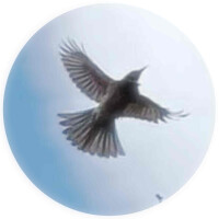 ありがとう、さようなら