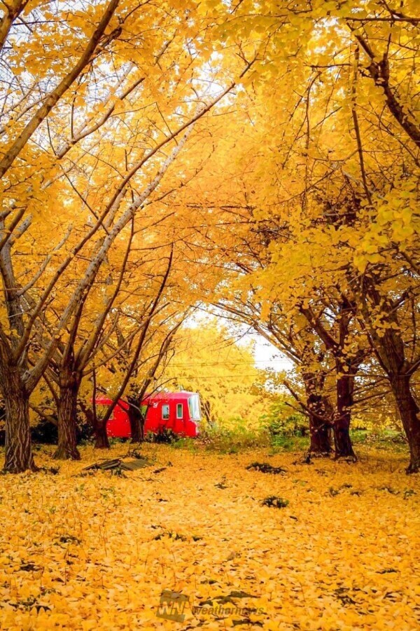 🍁🍁出勤しました🍁🍁