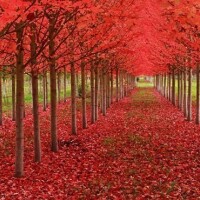 🍁🍁おはようございます🍁🍁