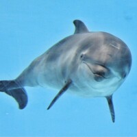 🍀🍀おはようございます🍀🍀