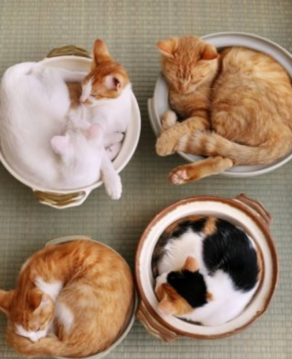 出勤しました🐾