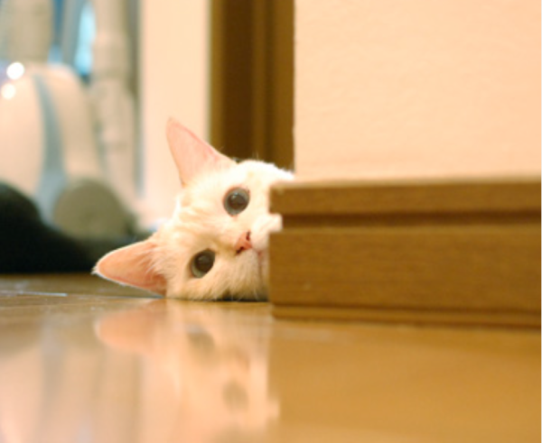 出勤しました🐾