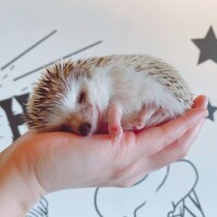 🍀🍀おはようございます🍀🍀