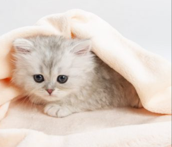 本日夕方から出勤です🐾