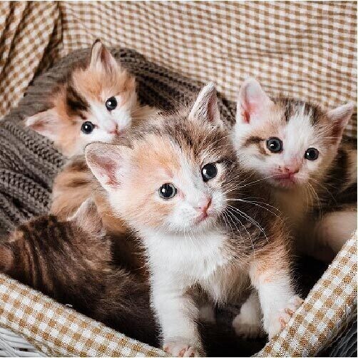 🍀🍀おはようございます🍀🍀