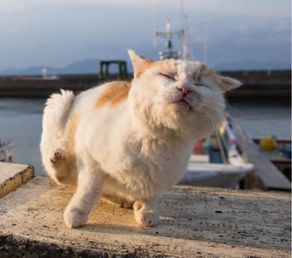 出勤しました🐾