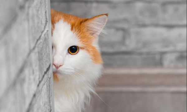 本日夜から出勤です🐾