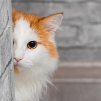 本日夜から出勤です🐾