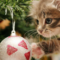 🎄🎄おはようございます🎄🎄