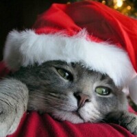 🎄🎄今日もありがとうございました🎄🎄