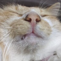 ぶちゃいくはかわいい！！