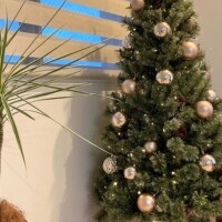 ✨🪷⛄🎄✨🪷✨