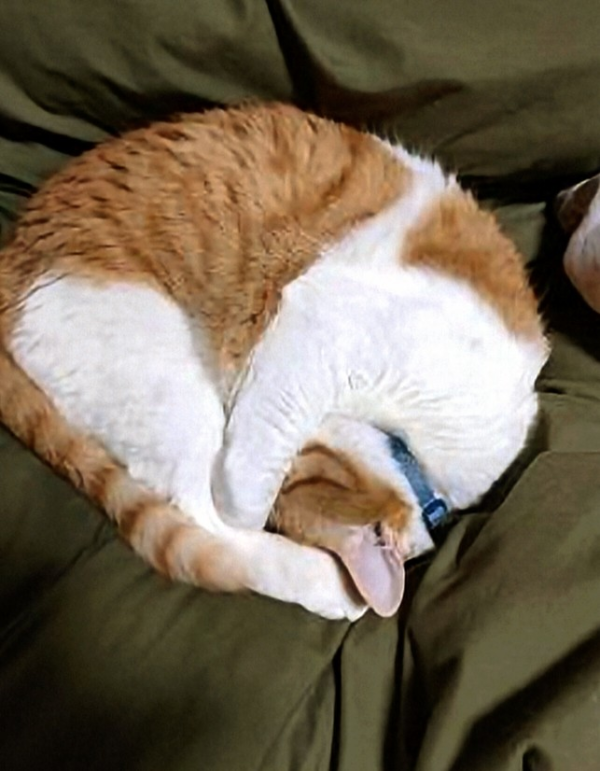 おやすみなさい😴