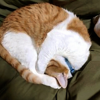 おやすみなさい😴