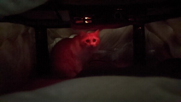 おこた🍊の中　其の一