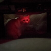 おこた🍊の中　其の一