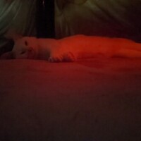 おこた🍊の中　其のニ