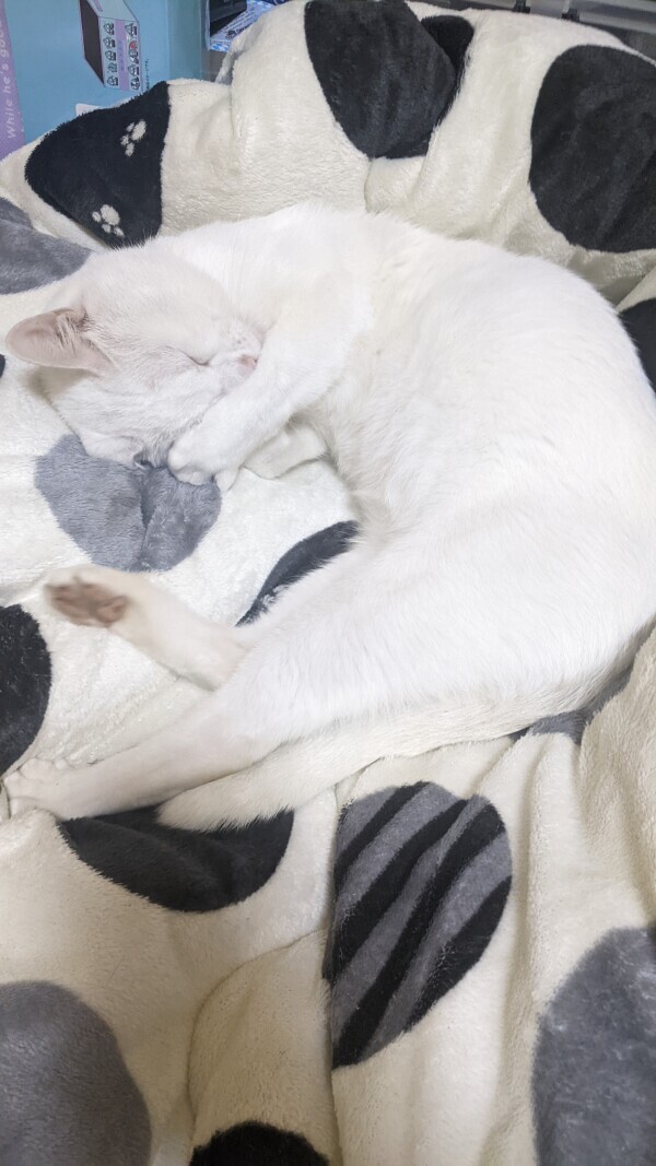 もこもこの海へ