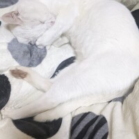 もこもこの海へ