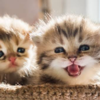 夜以降空きありです🐑