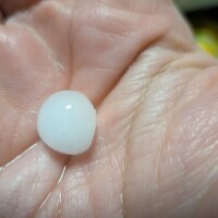 ヤバい！！ヒョウだ！