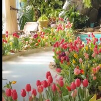 ✨🪷1月10日🪷✨