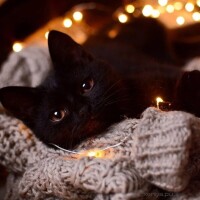 ありがとうございました✩.*˚