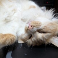 甘えてるん？？