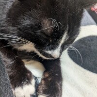 こたつには抗えない