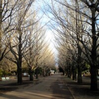 ✨🪷🐶元気に🪷✨