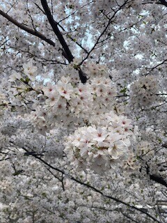 🎀本日のお礼🎀