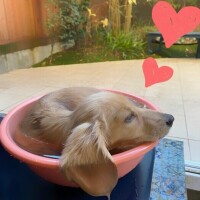 ✨🪷１月24日🪷✨