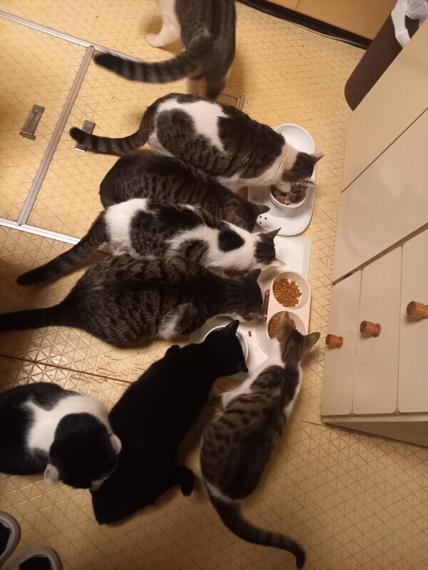 猫ファースト😿