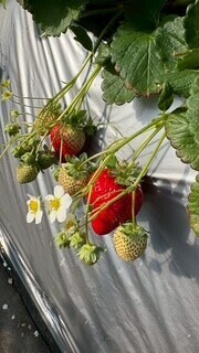 いちご🍓