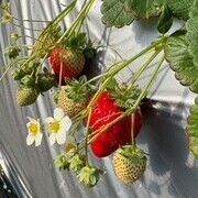いちご🍓