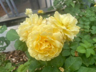 🎀本日のお礼🎀