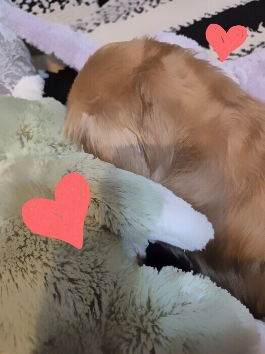 ✨🪷夕方から🪷✨