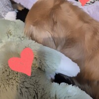 ✨🪷夕方から🪷✨