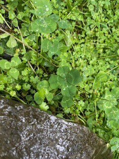 🎀本日のお礼🎀