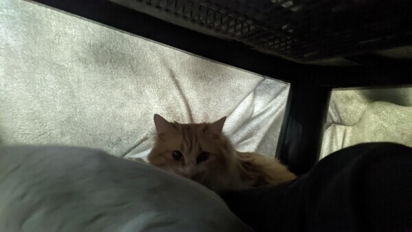 おはようございます❄