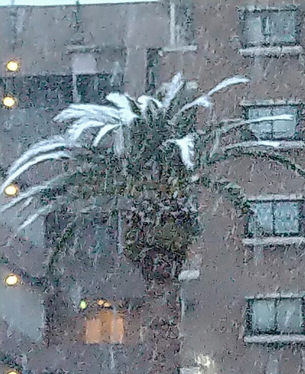 吹雪いてる🥶❄