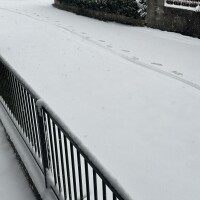 まだ降ってる…