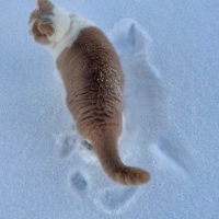 出勤しました🐾