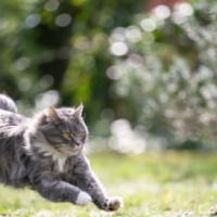 おはようございます🐑