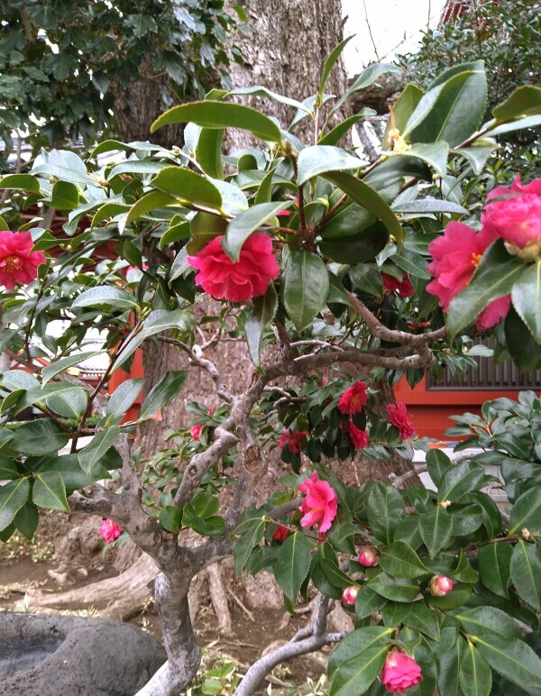 寒椿も寒そう🥶