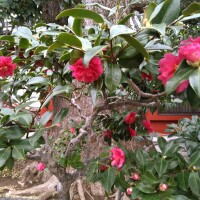 寒椿も寒そう🥶