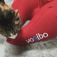 ネックピロー♡♡