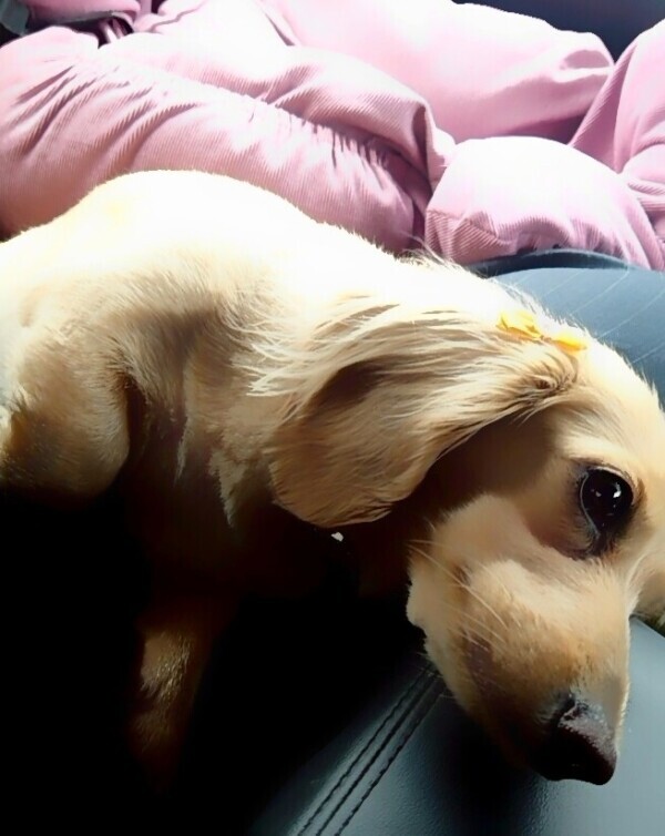 ✨🪷1月12日🪷✨