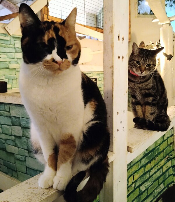 猫カフェ🐾